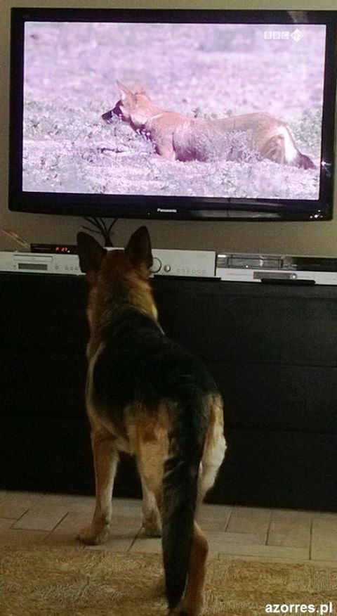 telewizja dla psów